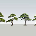 Four Beautifully Shaped Pine Trees With Lush Foliage And Curved Trunks