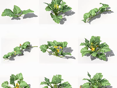 Organic Vegetable Plants Showcasing Vibrant Green Leaves And Yellow Flowers 3d model