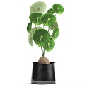 Modern Food Collection Plant suit Potted Plant 3d model