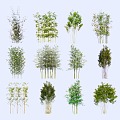 Bamboo Landscape Plants Purple Bamboo Luohan Bamboo Moso Bamboo Green Bamboo Forest Green Planting Landscape Bamboo 3d model