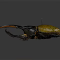 Flying Beetle With Yellow Spotted Back And Large Black Horn Detailed Close Up View