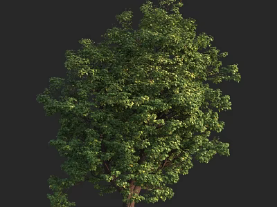 Arbor With Lush Green Foliage And Sturdy Trunk In Natural Environment 3d model