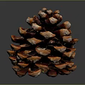 Detailed Glossy Red Brown and Orange Pine Cone With Scales On Dark Background