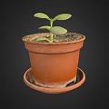 Charming Garden Decor Small Plant in Terracotta Pot with Saucer and Fresh Green Leaves
