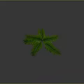 Green Palm Plant with Long Green Leaves on Gray Background and Smooth Surface with Shadow