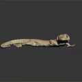 Pale Reptile Gecko With Smooth Skin Resting On Black Surface Showing Reflection