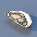 Fresh Opened Oysters as Delicious Seafood on Blue Background