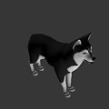 3D Rendered Husky Dog With Black And White Coat In Standing Pose On Gray Background