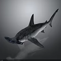 Fascinating Hammerhead Shark With Distinctive Flat Head And Sleek Gray Body