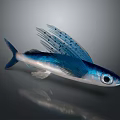 Vibrant Blue Silver Flying Fish With Extended Fins And Large Eyes In Ocean