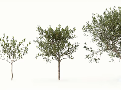 Three Different Sizes of Arbor Trees With Green Foliage and Brown Trunks 3d model