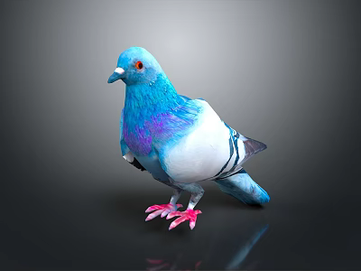 Blue and white pigeon with purple iridescent sheen red eyes pink feet on dark background 3d model