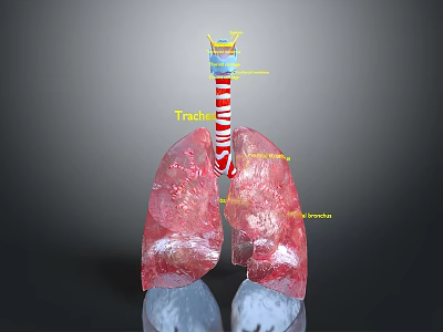 Human Respiratory System Anatomical Structure Showing Trachea Bronchi And Lungs 3d model