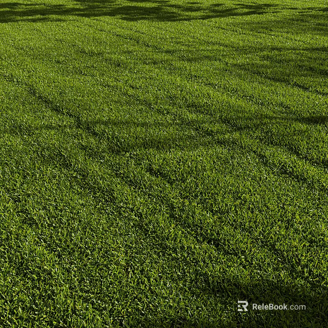 Lush Green Grass Field With Neatly Arranged Rows Under Warm Sunlight 3d model 