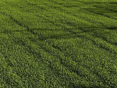 Lush Green Grass Field With Neatly Arranged Rows Under Warm Sunlight 3d model