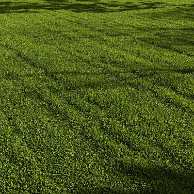 Lush Green Grass Field With Neatly Arranged Rows Under Warm Sunlight 3d model