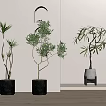 Various Types Of Indoor Bonsai Potted Plants With Black And White Floor Shelf Planters