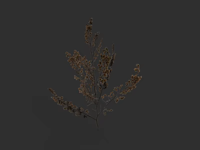 Dry Brown Shrub With Delicate Branches And Small Leaves On Dark Background 3d model