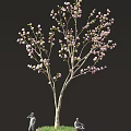 Blooming Pink Flowering Tree With Slender Branches Against Black Background 3d model
