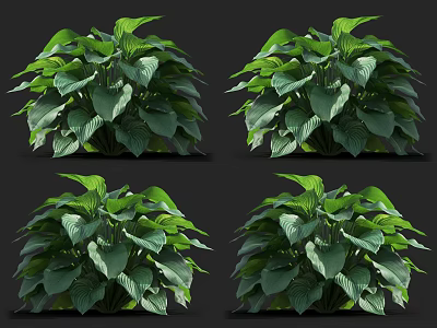 Green Leafy Plants with Large Vibrant Leaves Arranged in Multiple Pots for Garden Decor 3d model