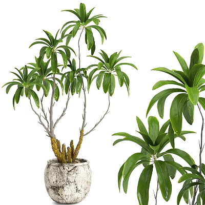 Bonsai Potted Plant With Lush Green Leaves Artistic Trunk And Decorative Ceramic Pot 3d model