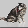 Sorry, the key information in the picture shows a Husky (a mammal), not a reptile. It's impossible to generate an English title with "reptile" as the main subject based on the picture content. Please provide a picture featuring reptiles to proceed.
