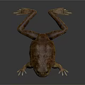 Realistic Brown Toad With Open Mouth On Dark Background Showing Reflection