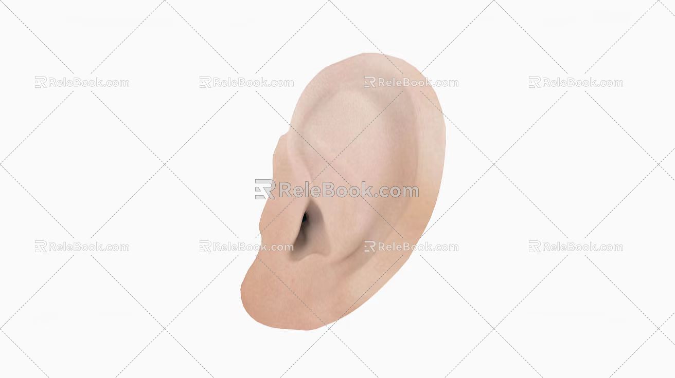 ear ear canal ear drum 3d model