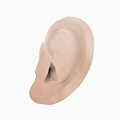 Man Human Ear Realistic Anatomical Model Showing Detailed External Structure Features 3d model
