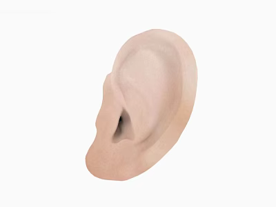 Man Human Ear Realistic Anatomical Model Showing Detailed External Structure Features 3d model