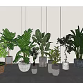 Various Indoor Potted Green Plants With Decorative Planters And Lush Foliage