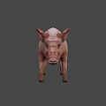 Realistic Standing Pink Pig With Ears Snout And Dark Background Shadow