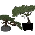 Artistic Green Bonsai Trees with Shaped Trunks in Grey Round and Black Square Planters