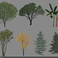 Various Arbor Trees with Different Species Leaf Colors and Growth Shapes for Landscaping