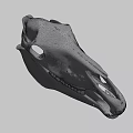 Detailed Animal Skull Anatomical Structure With Visible Teeth On Green Background