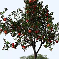 Pomegranate Tree With Lush Green Leaves And Ripe Red Fruits Growing On Grass