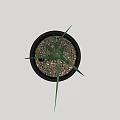 Bonsai Potted Plant In Black Pot With Slender Green Leaves And Cath Lettering
