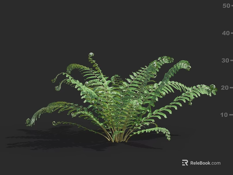 Lush Fern Plant With Feathery Green Fronds And Curled New Shoots 3d model 
