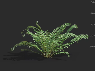 Lush Fern Plant With Feathery Green Fronds And Curled New Shoots 3d model