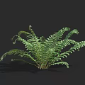 Lush Fern Plant With Feathery Green Fronds And Curled New Shoots
