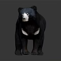 Realistic Black Bear 3D Model With Black Fur White Face And Chest Patch 3d model