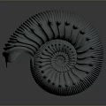 Chi chrysanthemum ancient fossil stone chrysanthemum fossil mollusk 3d model