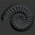 Chi chrysanthemum ancient fossil stone chrysanthemum fossil mollusk 3d model