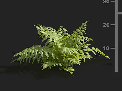 Lush Green Fern Plant With Feathery Leaves And Vibrant Foliage Growth 3d model