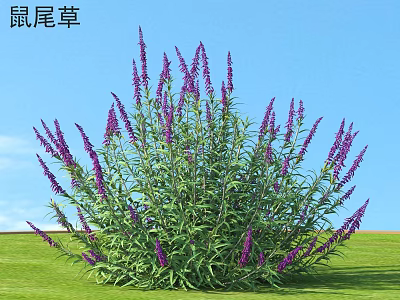 Vibrant Purple Sage Flowers With Green Leaves On Grassland Under Blue Sky 3d model