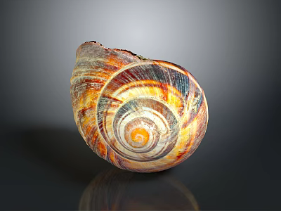 Vibrant Spiral Sea Snail Shell With Striped Pattern And Shiny Surface 3d model