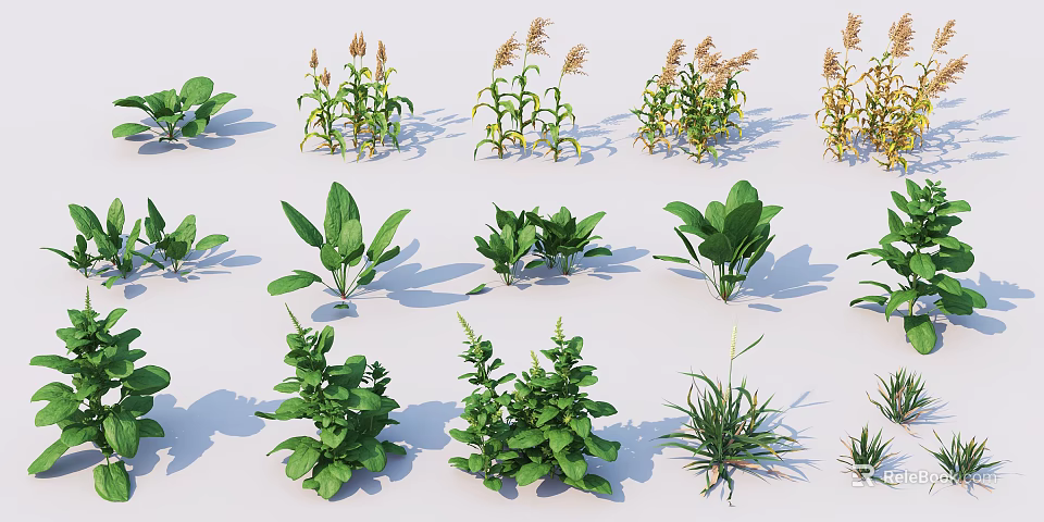 Collection of Diverse Green Plants Featuring Various Leafy Herbs And Grasses 3d model 