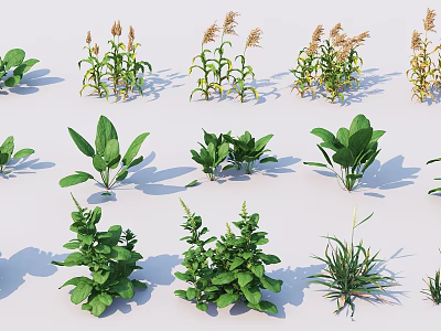 Collection of Diverse Green Plants Featuring Various Leafy Herbs And Grasses 3d model