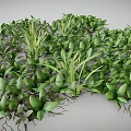 Lush Green Plants With Vibrant Leaves And Exposed Roots Growing Densely Together
