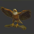 Flying Animal Eagle Spreading Wings Perched On Branch Red Brown Feathers White Head Yellow Talons